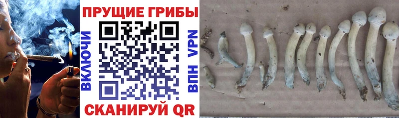 Купить закладки  Северо-Курильск  Псилоцибиновые грибы прущие грибы 